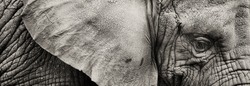 sepia Panoramic close up of Elephant's eye