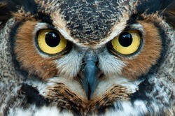 Great Horned Owl staring with golden eyes