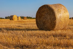 Picturesque rolls of golden straw are spread out on the mown field