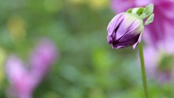 Purple dahlia flower still in bud in the garden with blur background