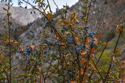 ripe blue barberry near Gulkamsay in Chimgan mountains (Bostanliq district, Tashkent region, Uzbekistan)