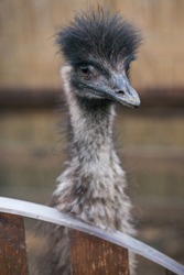ostrich looks at the frame