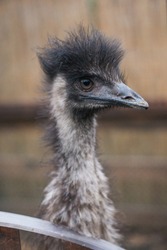 ostrich looks at the frame