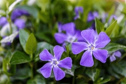 Vinca major or Greater periwinkle violet flower in the garden design.