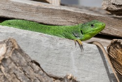 Balcan green lizard or lacerta trilineata on the woods enjoying the sun.