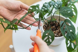 Woman propagating Adanson's monstera plant from leaf cutting in water. Water propagation for indoor plants.