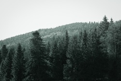 Fir tree forest on the Jura mountains