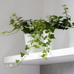 Close-up on decorative two ivy plants in white flower pots on white shelf