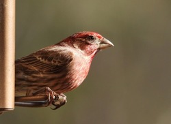 A close up photo of an adult,  male, rosy red, house finch perched on a feeder  House finches are small-bodied with large beaks.  They perch in high trees when not feeding at a feeder.