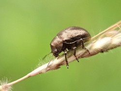 leaf beetle on a wild twig with blurred antenna tips, blurred foreground with green background