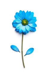 blue flower isolated on white background. Blooming concept. Flat lay.