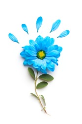 blue flower isolated on white background. Blooming concept. Flat lay.