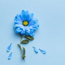 blue flowers on blue background. Blooming concept. Flat lay.