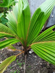 Newly growing coconut tree leaves