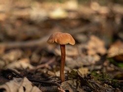 Common Deceiver mushroom in English woodland.