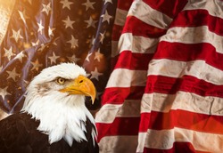 North American Bald Eagle with American flag. Patriotic concept.