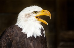 Portrait of a bald eagle (lat. haliaeetus leucocephalus)