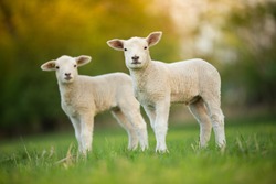 cute little lambs on fresh spring green meadow during sunrise