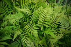 Green bracken plant background, close-up.