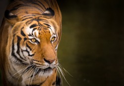 Sumatran Tiger close-up. 
