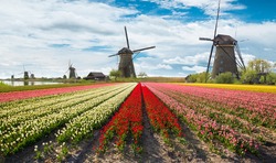 Vibrant tulips field with Dutch windmills. Typical Netherland landscape.