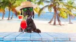 Black mutt dog posing on the beach with colorful cocktail.