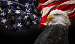 North American Bald Eagle with American flag. Patriotic concept.