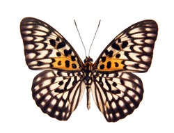 Butterfly Neurosigma Siva Nonius isolated on white