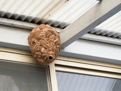 Large wasp nest under the roof