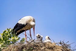 Mother bird feeding her babies