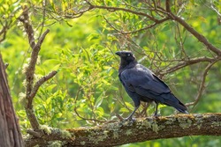 A large and heavy corvid, almost completely black, with a large bill and short tail known as the Forest Raven (Corvus tasmanicus).