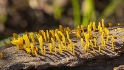 A miniture forest of yellow stems known as Pretty Horn Fungus (Calocera sinensis)