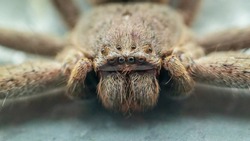 A large brown arachnid commonly known as a Huntsman Spider (Holconia montana).