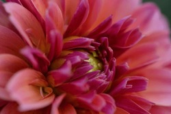 Close-up of vibrant red dahlia flower, Beautiful Dahlia Flower - Warm Autumn Color Space,Dahlia flower details in macro photography.Dahlia pinnata is a species in the genus Dahlia, family Asteracea