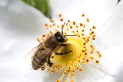 spring (summer) rose flower and bee. Bee on a flower. Bee on a white flower of  dog rose 