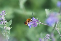 Bee sucking nectar from purple flowers. Bee eating nectar at purple little flowers in garden