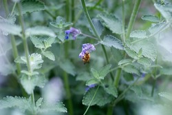 Bee sucking nectar from purple flowers. Bee eating nectar at purple little flowers in garden