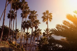 laguna beach coastal view, Los Angeles. Beautiful view of the coast. palm tree on background of ocean