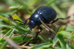 Small bloody-nosed beetle (Timarcha goettingensis). A flightless beetle in the family Chrysomelidae, the leaf and seed beetles, found on grassland