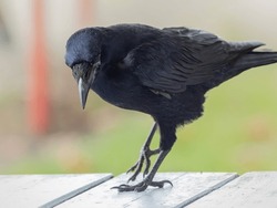 Crow standing on a table in the city park and looking down searching for food. Rook close up 