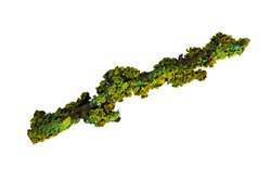Lichen lepraria on a tree branch, on a light background