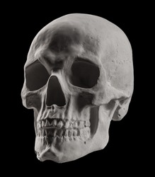 anatomical plaster skull, bust, sculpture on the black background