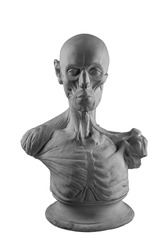 anatomical plaster head of a man.