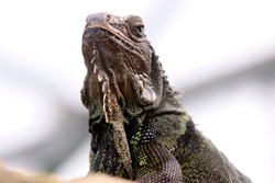 Green iguana (Iguana iguana) scale reptile, Mittelamerika and Südamerika