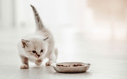 Adorable ragdoll kitty standing with tail up close to metal bowl with feed and looking at it on white background. Cute purebred kitten going to eat