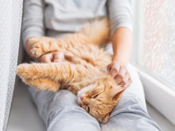 Cute ginger cat lying on woman's knees. Woman in grey pajama strokes fluffy pet. Cozy morning at home while snow is falling outside.