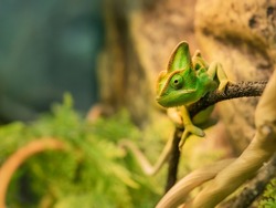 Green chameleon is perching on tree branch. Exotic animal in tank for reptiles or lizards. Small pet is staring in camera.