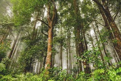 Evergreen jungle forest after rain. Natural misty background. Bali, Indonesia.