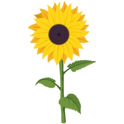 Clipart sunflower - Free Stock Photo by chakomajaw on Stockvault.net