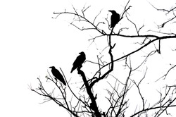 silhouette crows on dry tree and on white background